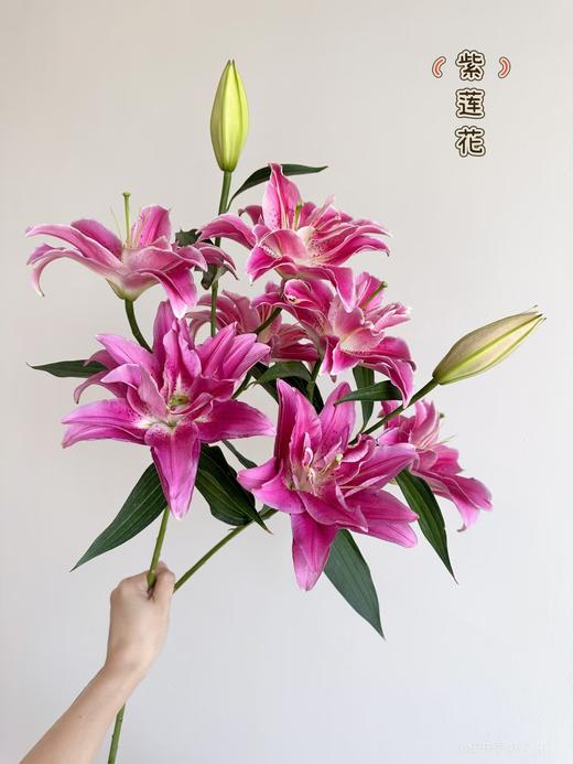 精品多头百合紫莲花3支 商品图0