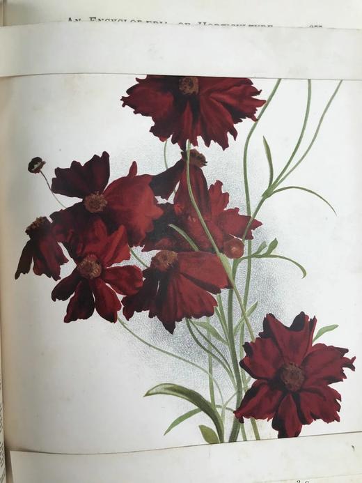 约19世纪后期 图解园艺词典（全4卷） 数百幅精美版画插图 漆布精装16开 商品图5