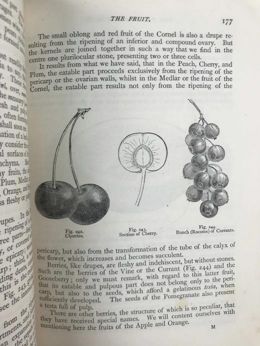 约19世纪后期 植物世界 476幅插图 全真皮精装32开 商品图13