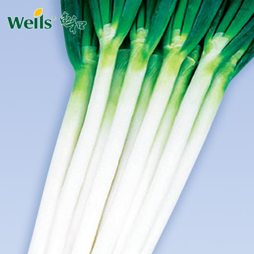 「专业种子」惠和二号 大葱杂交种子 生育旺盛，秋冬收获的杂交大葱 商品图0