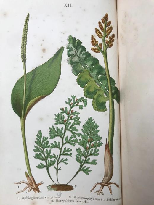 1861年 英国蕨类及其近缘植物 12幅套色版画插图 漆布精装36开 商品图2