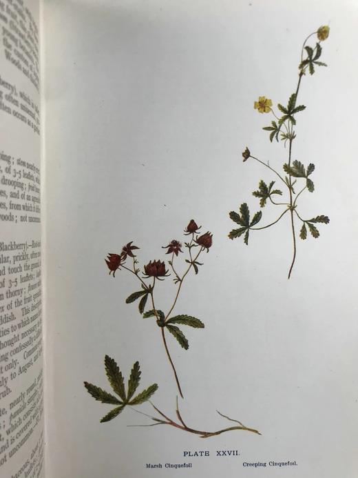 1909年 野外花卉图鉴 92幅彩色245幅黑白插图 漆布精装32开 商品图8