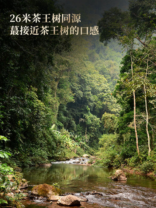 【最后几饼，后续不再接受预订】【百花潭高杆】2026年春茶预售茶王树同源稀少高杆，爱茶老客‘心头宝’ 选取茶王树周边三棵大高杆单采单制 全球仅有八棵高杆古树！ 357克/饼 商品图3