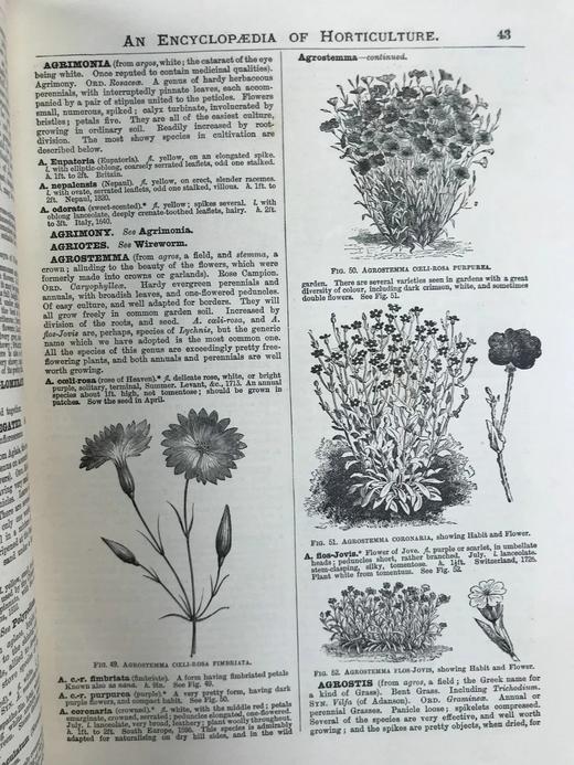 约19世纪后期 图解园艺词典（全4卷） 数百幅精美版画插图 漆布精装16开 商品图14