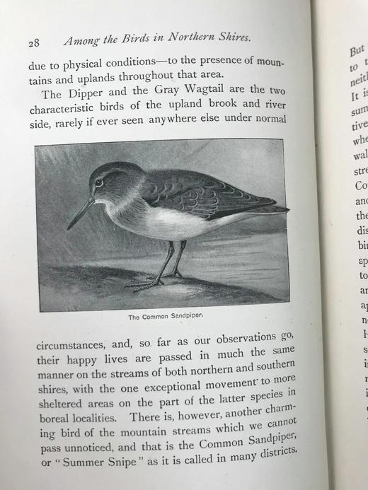 1900年 北方郡鸟类观察记录 1幅彩色40幅黑白插图 漆布精装32开 商品图7