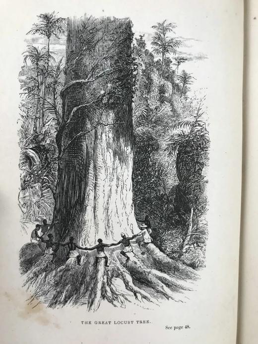 约19世纪后期 植物生命的美丽与奇观 数十幅版画插图 漆布精装36开 商品图2