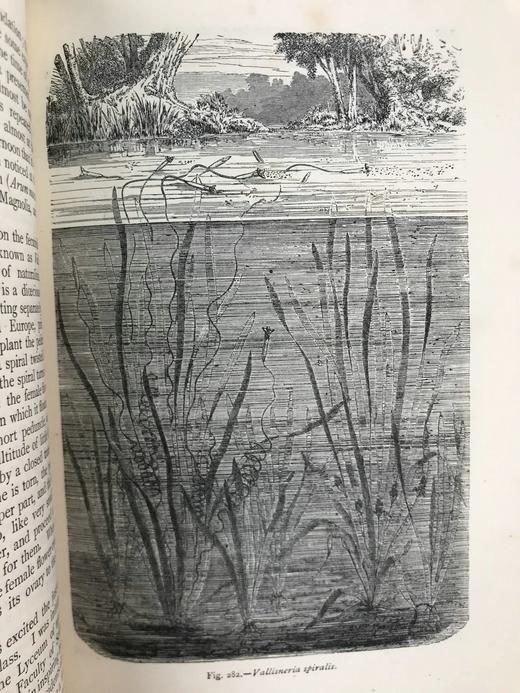 约19世纪后期 植物世界 476幅插图 全真皮精装32开 商品图10