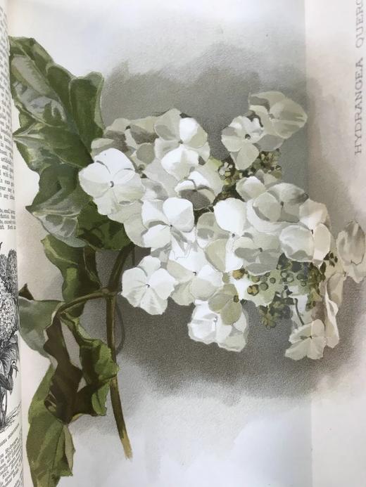 约19世纪后期 图解园艺词典（全4卷） 数百幅精美版画插图 漆布精装16开 商品图6
