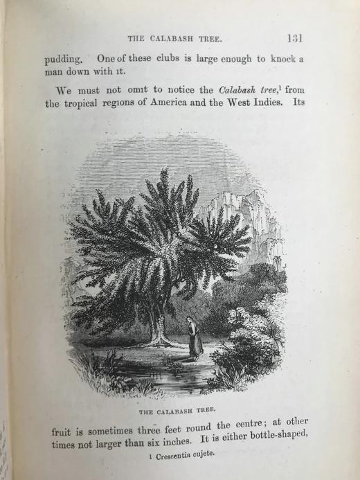 约19世纪后期 植物生命的美丽与奇观 数十幅版画插图 漆布精装36开 商品图7