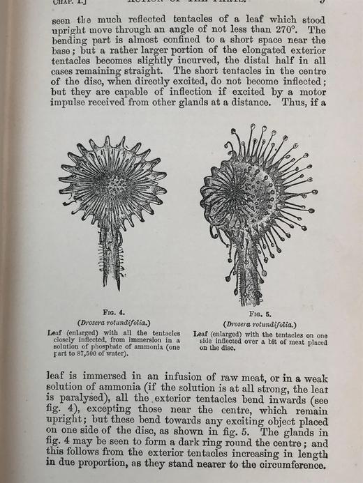 1908年 达尔文《食虫植物》配有插图 漆布精装32开 商品图9