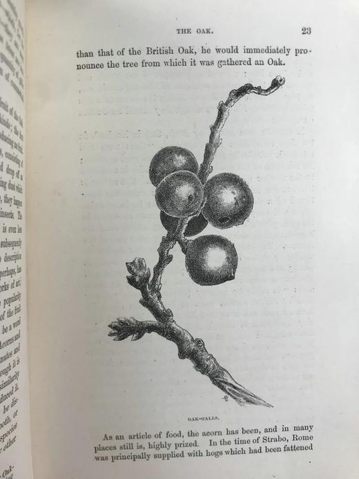1886年 英国森林树木图鉴 百余幅插图 漆布精装32开 商品图13