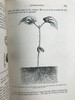 约19世纪后期 植物世界 476幅插图 全真皮精装32开 商品缩略图8