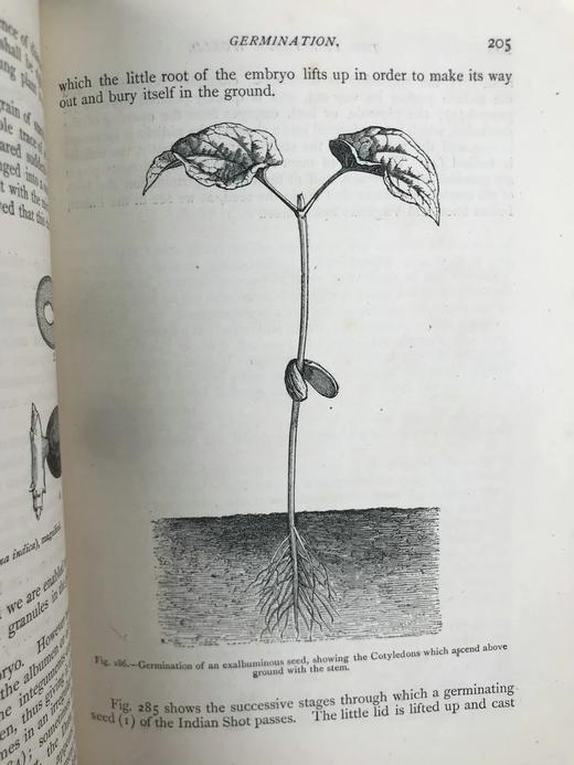 约19世纪后期 植物世界 476幅插图 全真皮精装32开 商品图8
