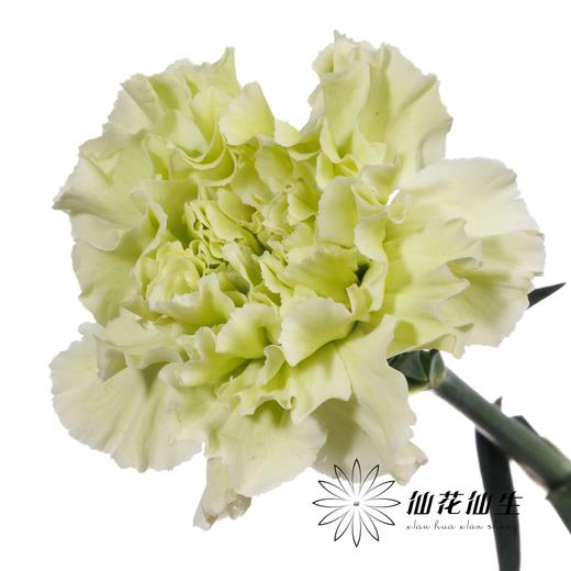 单头康乃馨 | 海贝 商品图2