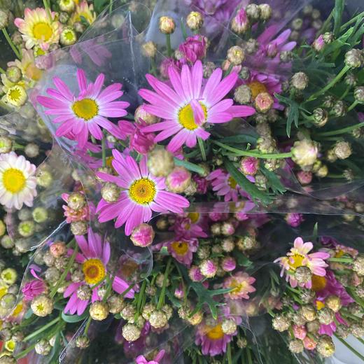 配花-迷你菊-粉色(冰菊) 商品图0