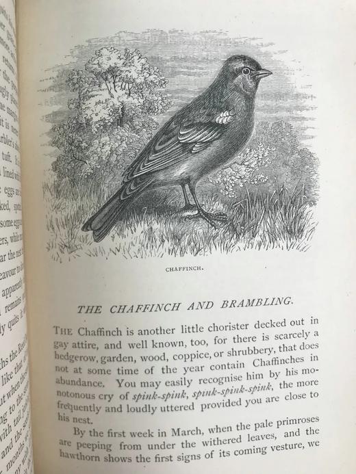 1882年 乡村鸟类生活 数十幅木版画插图 漆布精装32开 商品图11