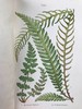 1861年 英国蕨类及其近缘植物 12幅套色版画插图 漆布精装36开 商品缩略图11