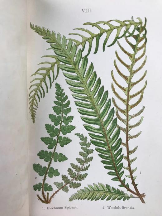 1861年 英国蕨类及其近缘植物 12幅套色版画插图 漆布精装36开 商品图11