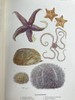 1903年 海滩生物图鉴 8页彩色300余幅黑白插图 漆布精装32开 商品缩略图6