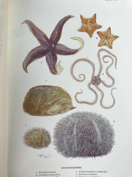 1903年 海滩生物图鉴 8页彩色300余幅黑白插图 漆布精装32开 商品图6