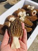 现采羊肚菌2斤 商品缩略图3