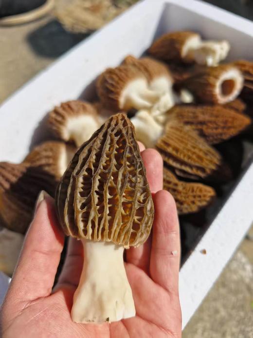 现采羊肚菌2斤 商品图3