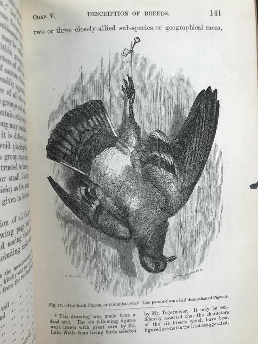 1875年 达尔文《动物和植物在家养下的变异》（全2卷） 43幅版画插图 真皮精装32开 商品图11