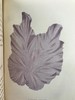 1853年 海洋植物学家：英国海藻研究入门 7页版画插图 真皮精装36开 商品缩略图7