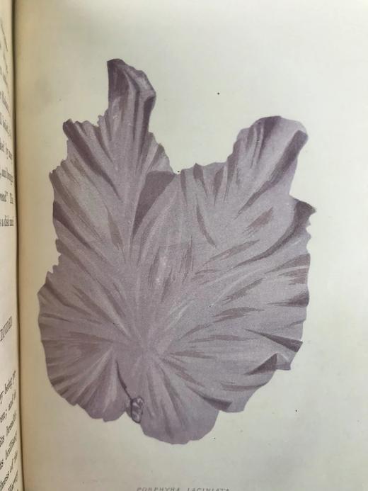 1853年 海洋植物学家：英国海藻研究入门 7页版画插图 真皮精装36开 商品图7