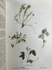 1909年 野外花卉图鉴 92幅彩色245幅黑白插图 漆布精装32开 商品缩略图9
