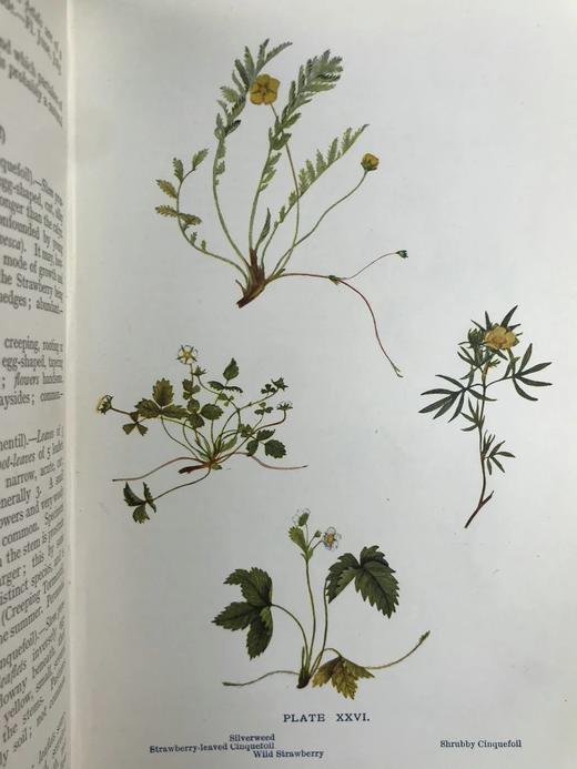 1909年 野外花卉图鉴 92幅彩色245幅黑白插图 漆布精装32开 商品图9