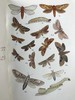 约20世纪早期 英国蝴蝶与蛾类图鉴 70页彩色插图 漆布精装大32开 商品缩略图5
