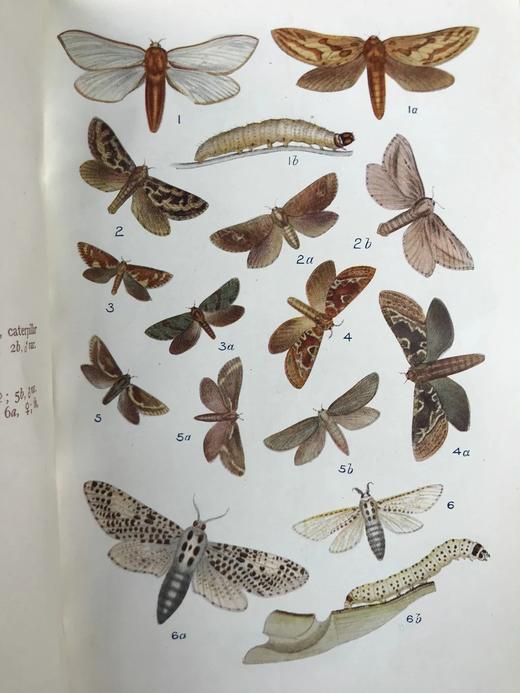 约20世纪早期 英国蝴蝶与蛾类图鉴 70页彩色插图 漆布精装大32开 商品图5