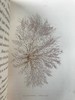 1853年 海洋植物学家：英国海藻研究入门 7页版画插图 真皮精装36开 商品缩略图10