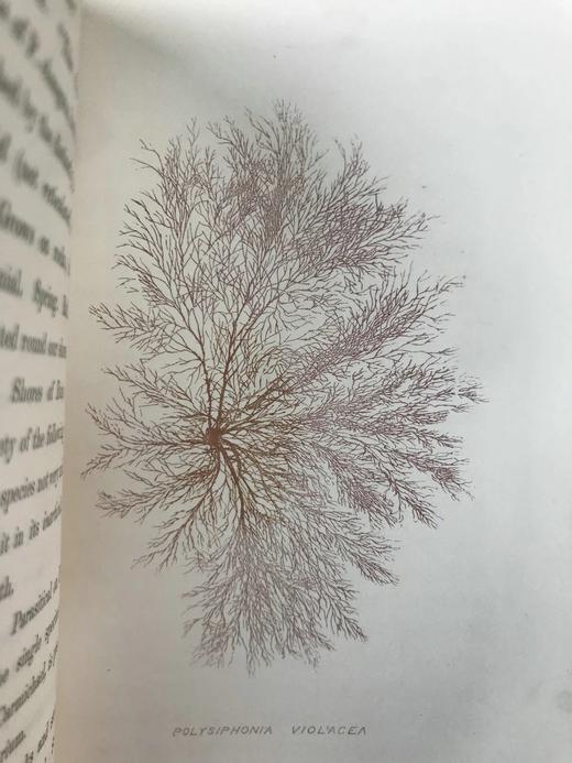 1853年 海洋植物学家：英国海藻研究入门 7页版画插图 真皮精装36开 商品图10