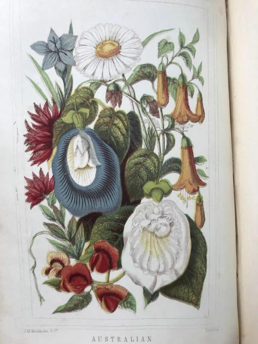 约19世纪后期 万国花卉图鉴 配多幅套色版画插图 漆布精装36开 商品图10