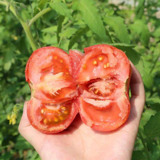 【京东快递】海阳白玉黄瓜 + 京彩高糖番茄 + 戴安娜西红柿 双拼 - ANXNY 商品图1