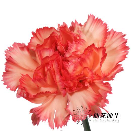 单头康乃馨 | 火焰 商品图2