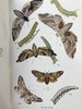 约20世纪早期 英国蝴蝶与蛾类图鉴 70页彩色插图 漆布精装大32开 商品缩略图7