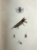 1843年 昆虫学导论（全2卷） 3页套色版画插图 漆布精装18开 商品缩略图6