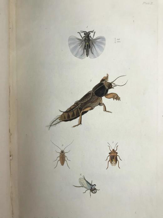 1843年 昆虫学导论（全2卷） 3页套色版画插图 漆布精装18开 商品图6