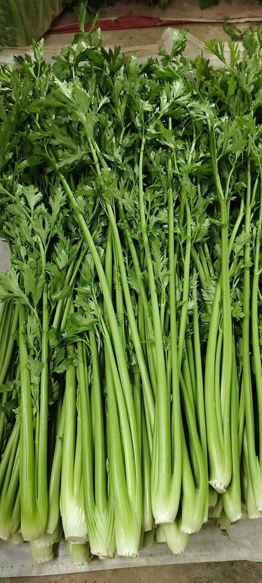 章丘鲍芹30斤 商品图1