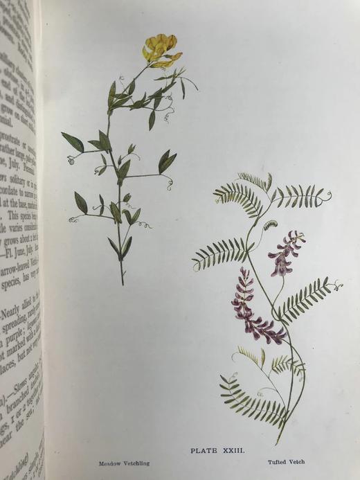 1909年 野外花卉图鉴 92幅彩色245幅黑白插图 漆布精装32开 商品图12
