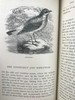 1882年 乡村鸟类生活 数十幅木版画插图 漆布精装32开 商品缩略图10