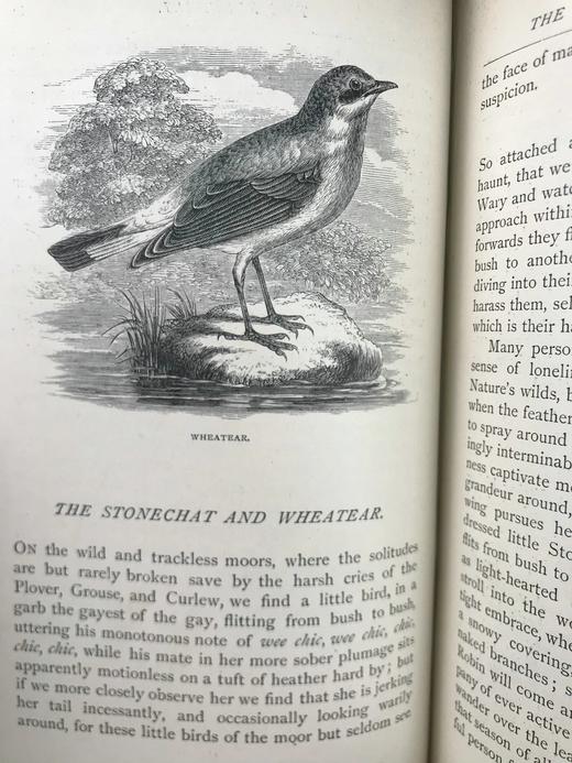 1882年 乡村鸟类生活 数十幅木版画插图 漆布精装32开 商品图10