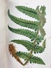 1861年 英国蕨类及其近缘植物 12幅套色版画插图 漆布精装36开 商品缩略图6