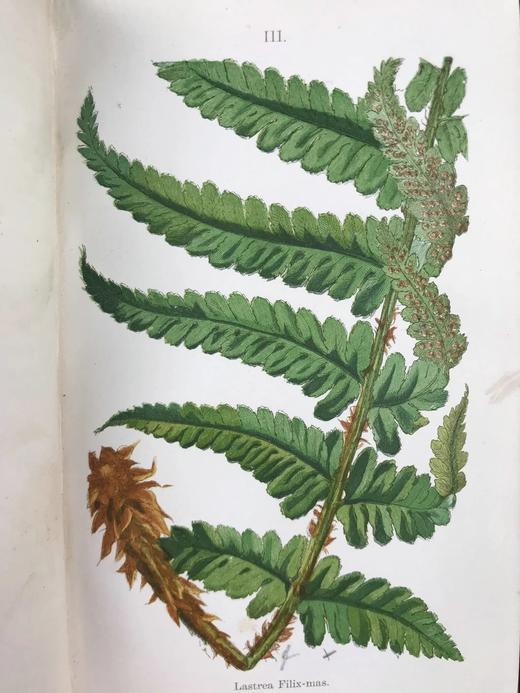 1861年 英国蕨类及其近缘植物 12幅套色版画插图 漆布精装36开 商品图6