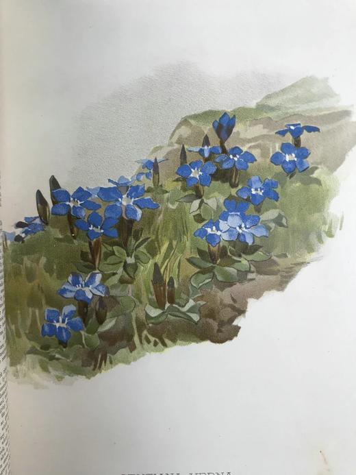 约19世纪后期 图解园艺词典（全4卷） 数百幅精美版画插图 漆布精装16开 商品图8