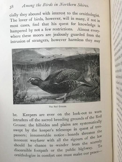 1900年 北方郡鸟类观察记录 1幅彩色40幅黑白插图 漆布精装32开 商品图8