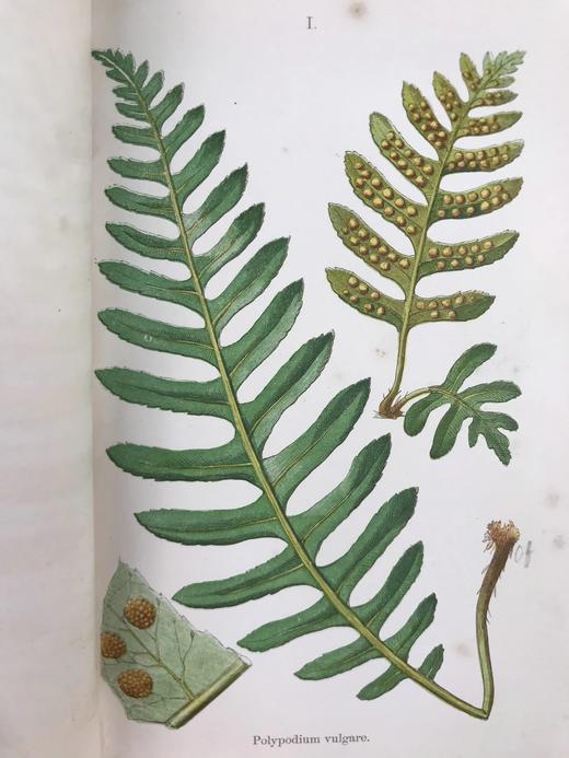 1861年 英国蕨类及其近缘植物 12幅套色版画插图 漆布精装36开 商品图4